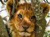 Cute Lion Cub